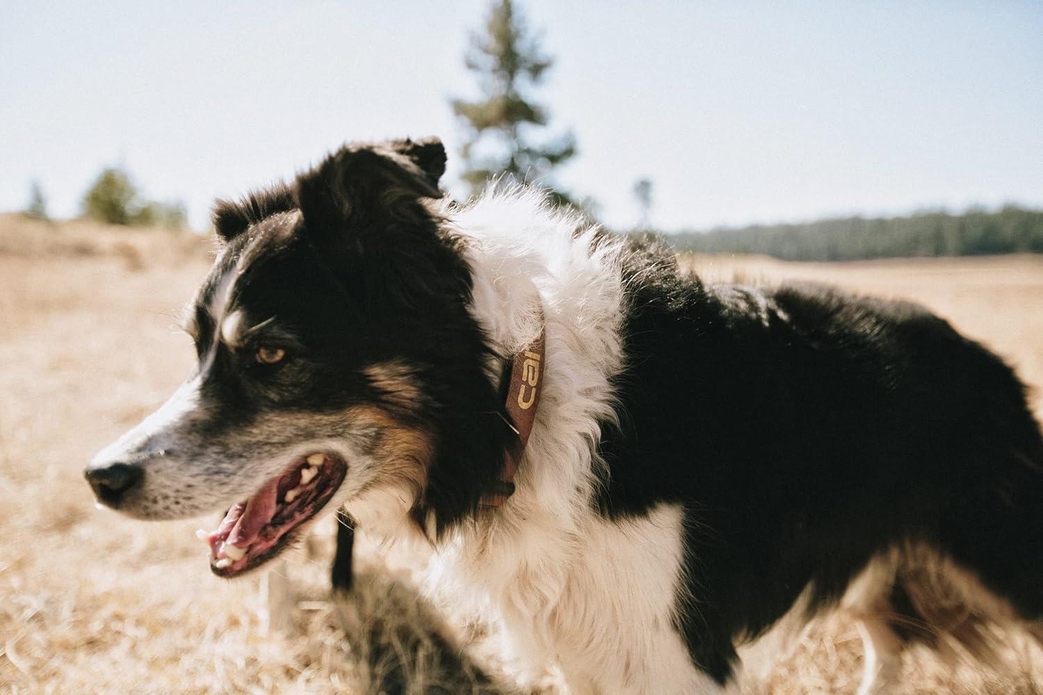 imageCarhartt Pet Durable Nylon Duck Leashes for Dogs Reflective Stitching for Visibility Blanket Stripe One SizeDuck Camo Tarmac Nylon Canvas Webbing