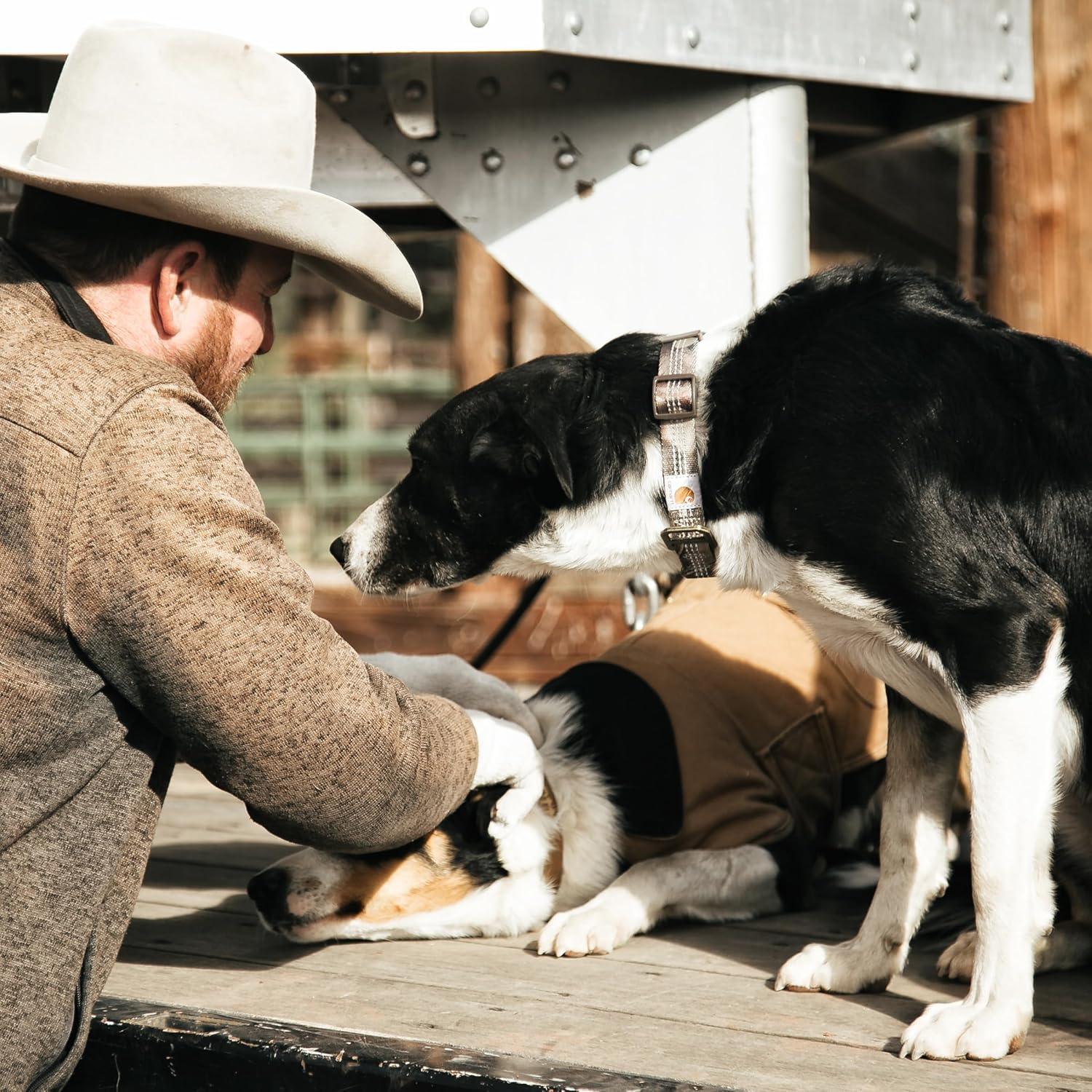 imageCarhartt Pet Fully Adjustable Webbing Collars for Dogs Reflective Stitching for Visibility Blanket Stripe LargeTarmac Duck Camo