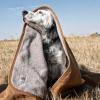 Carhartt Firm Duck Sherpa-Lined Throw Blanket, Reversible Pet Blanket, Carhartt Brown (Fleece/Canvas)